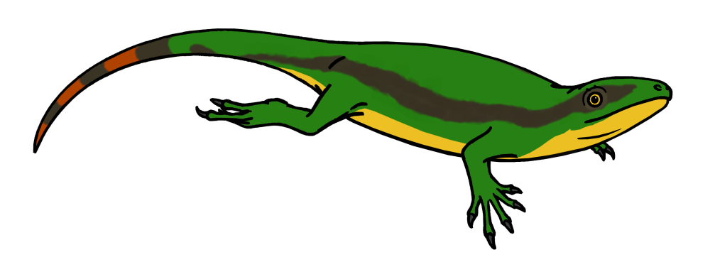 Coelostegus prothales