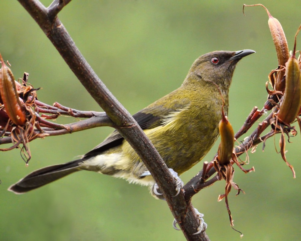 (Anthornis melanura)