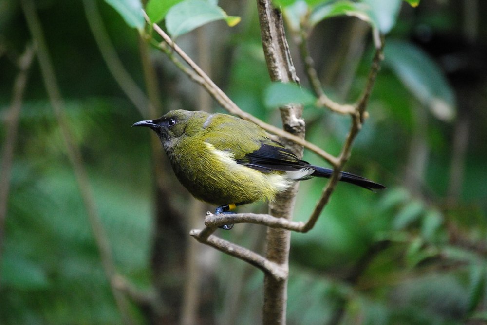 (Anthornis melanura)