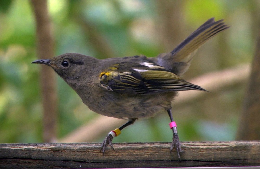 Jaybird animal4