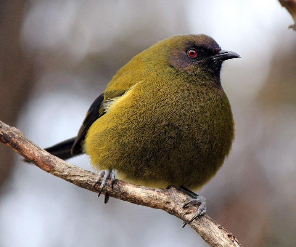 (Anthornis melanura)