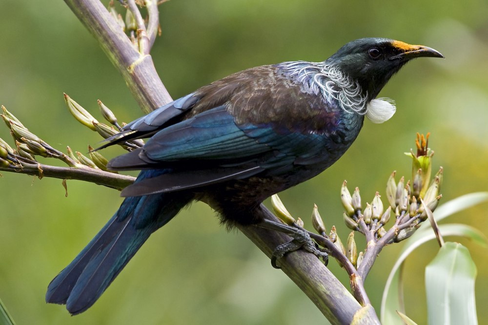 Prosthemadera novaeseelandiae