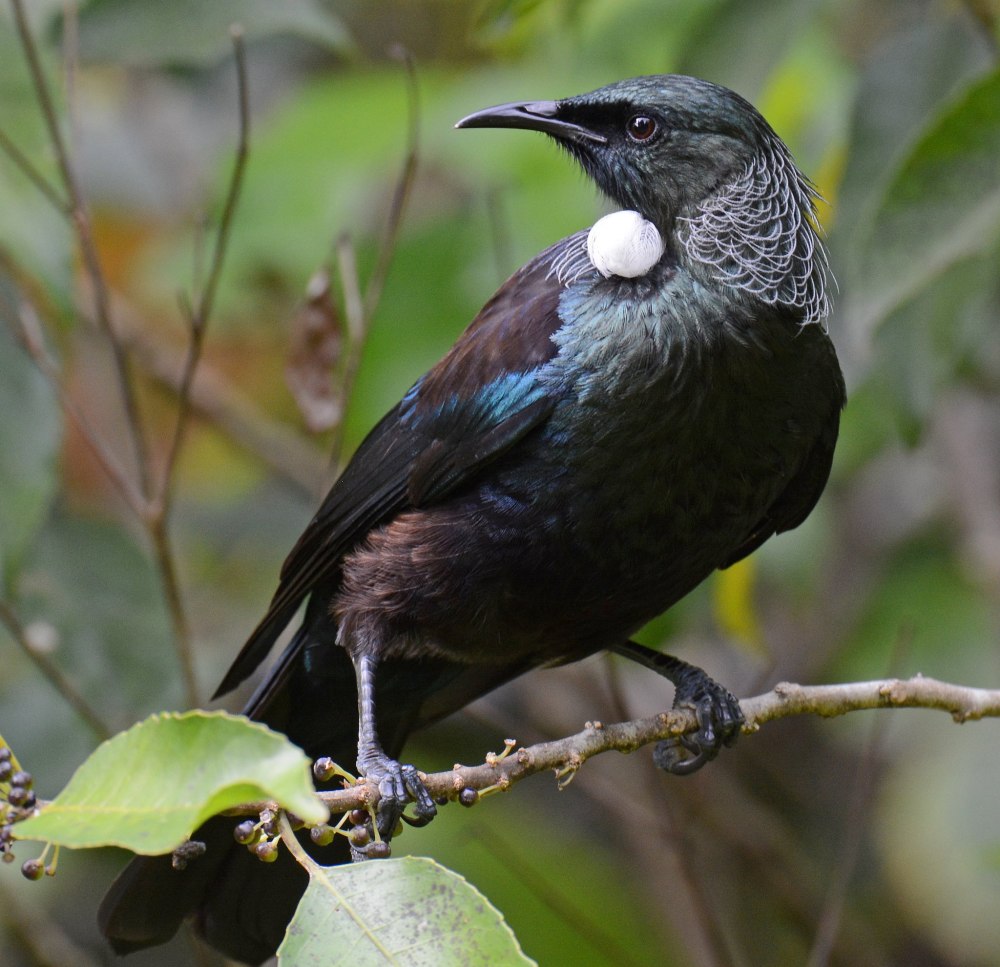 Prosthemadera novaeseelandiae