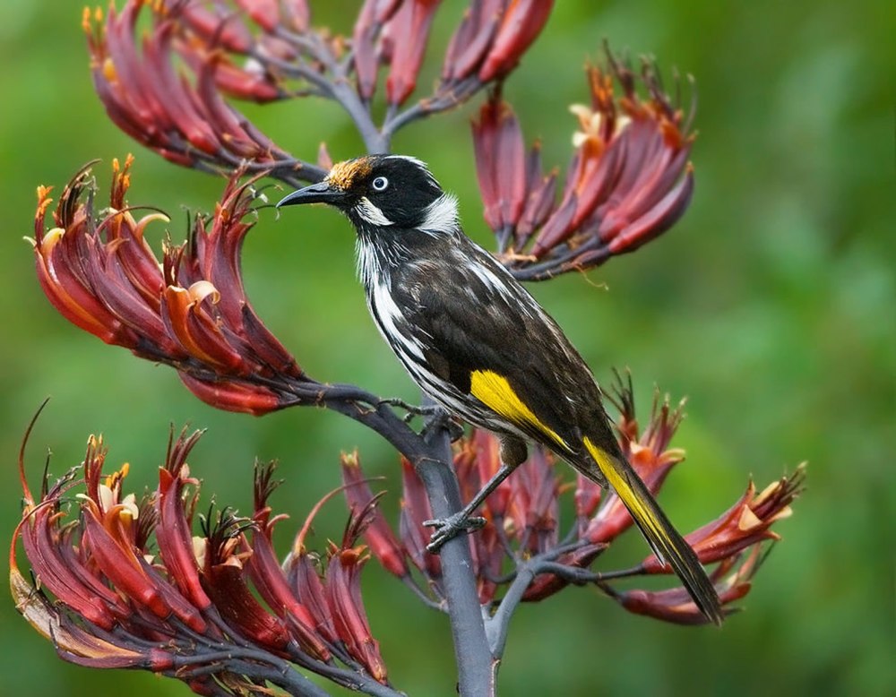 Phylidonyris novaehollandiae