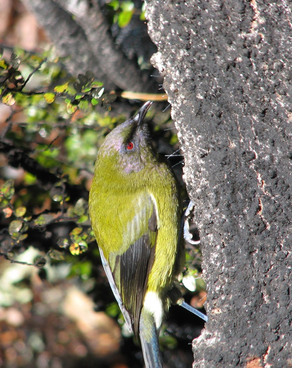 (Anthornis melanura)