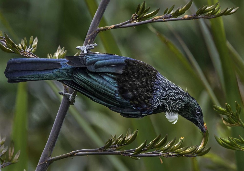 New Zealand TUI Bird
