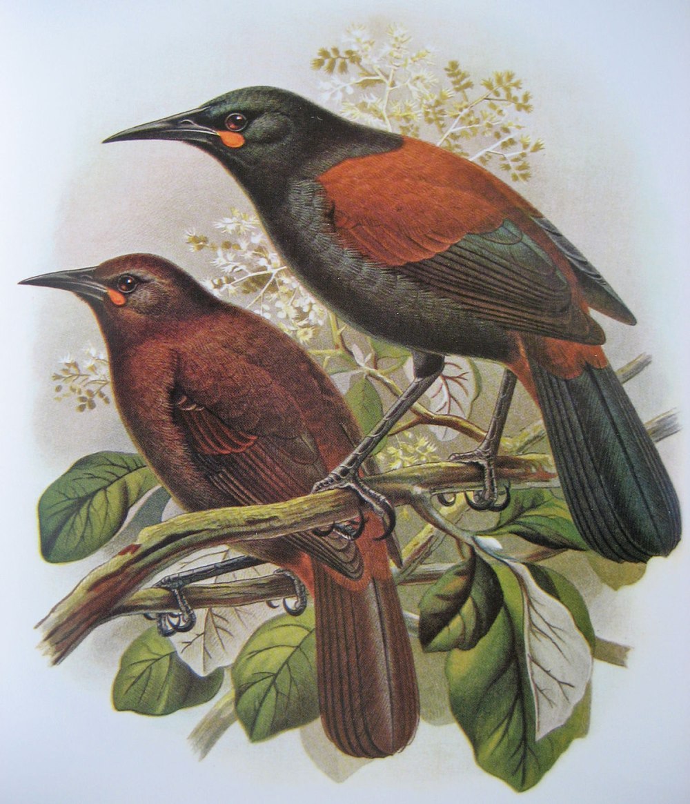 Philesturnus carunculatus