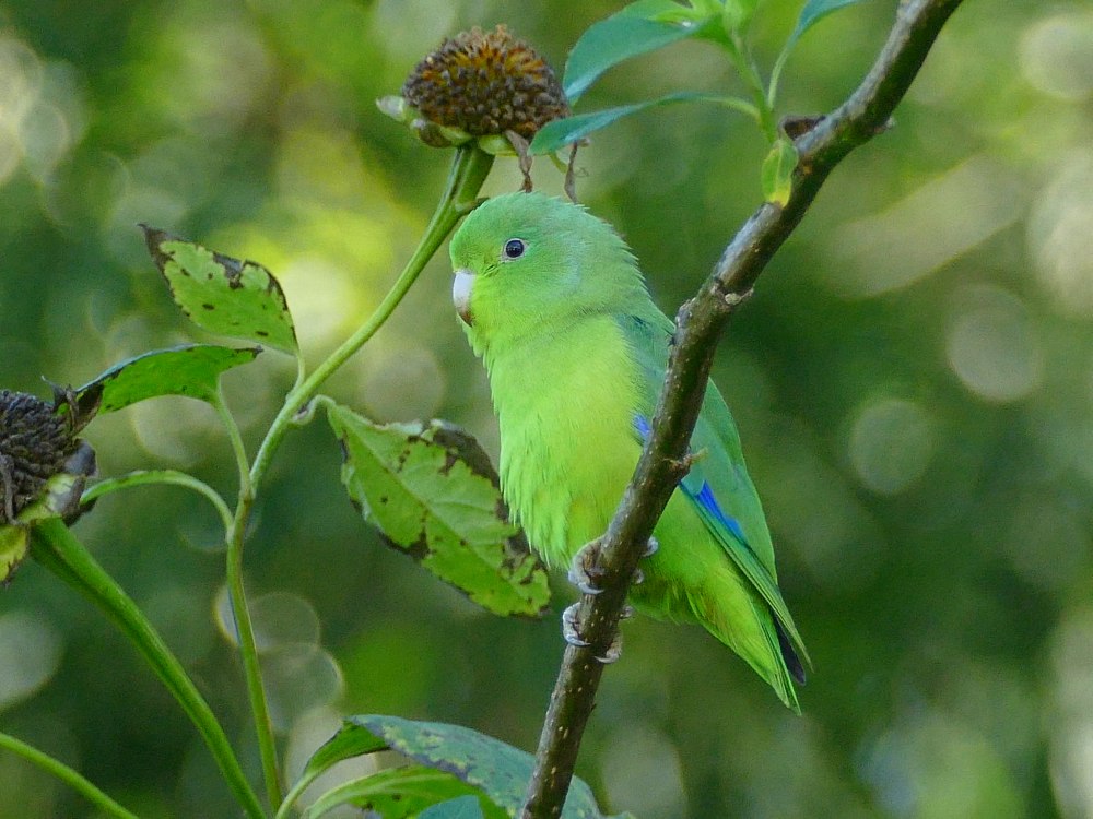 Forpus xanthopterygius