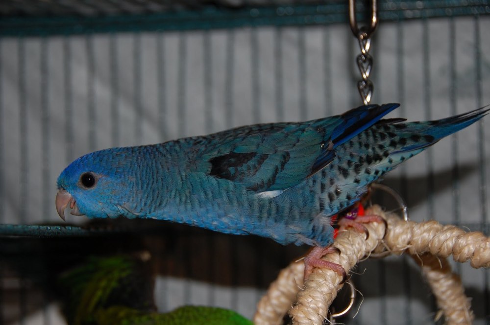 Bolborhynchus lineola