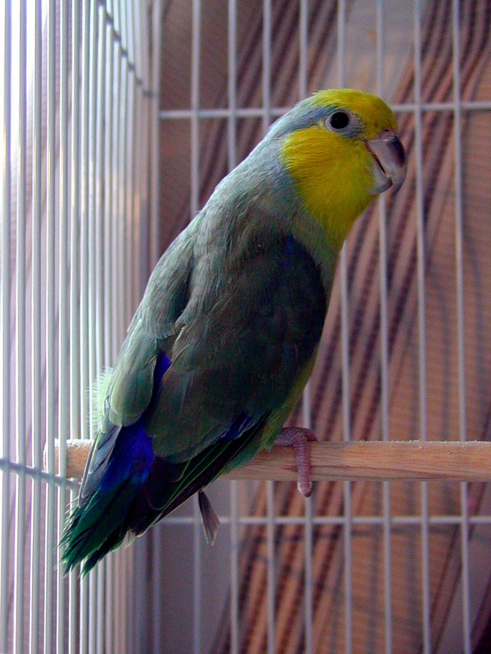 Forpus Xanthops
