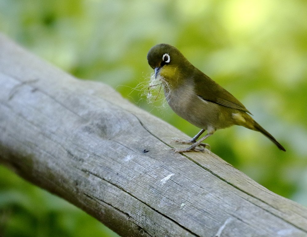 Bucco capensis