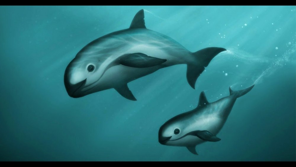 Вакита морская свинья