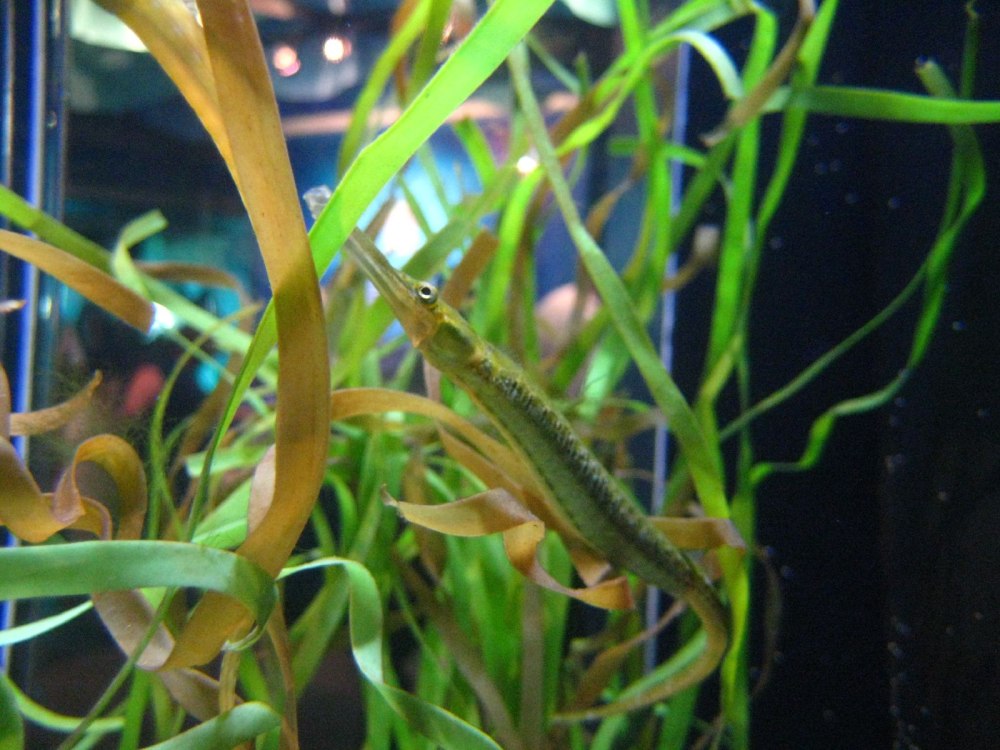 Рыба-игла Syngnathus.