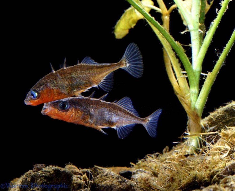 Three-Spined stickleback