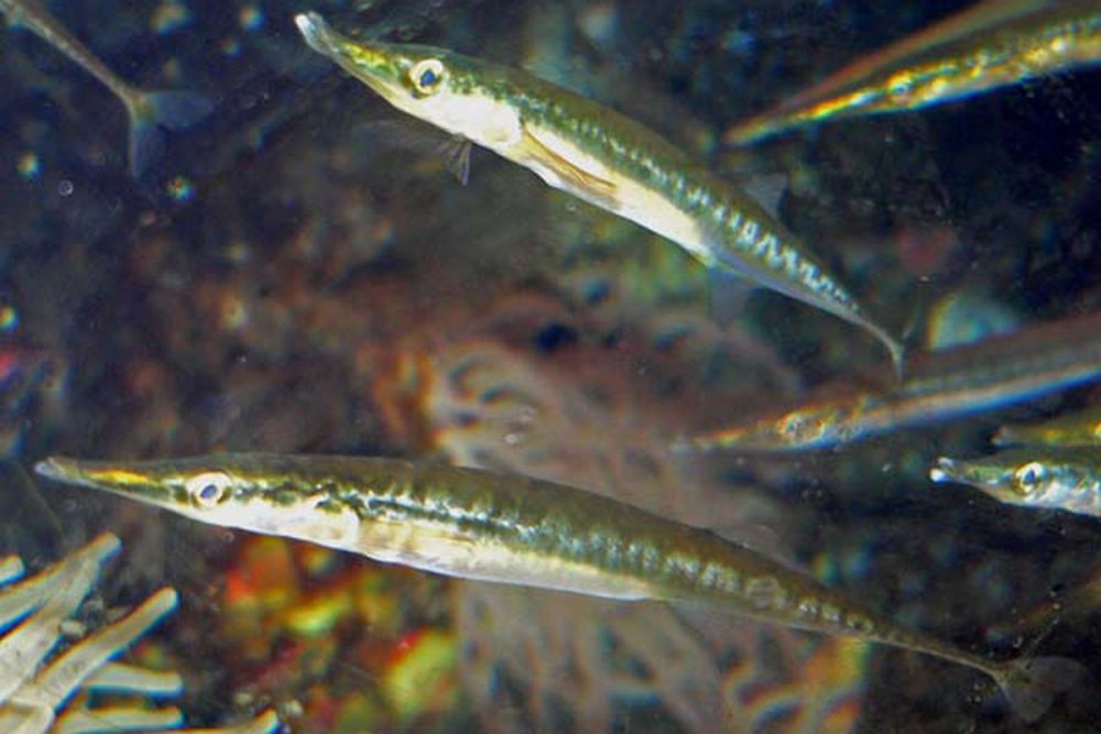 Длиннорылые Колюшки (Aulorhynchidae)
