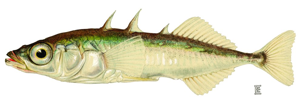 Gasterosteus aculeatus (Threespine stickleback)