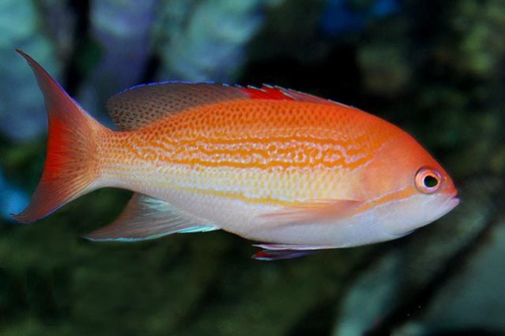 Антиасы Pseudanthias