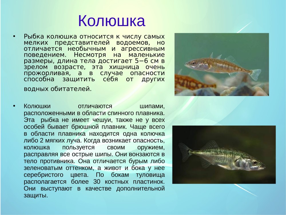 Колюшка трёхиглая Тип питания