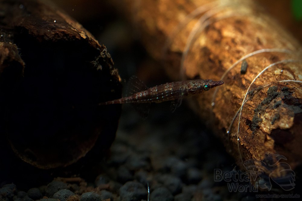 Indostomus paradoxus