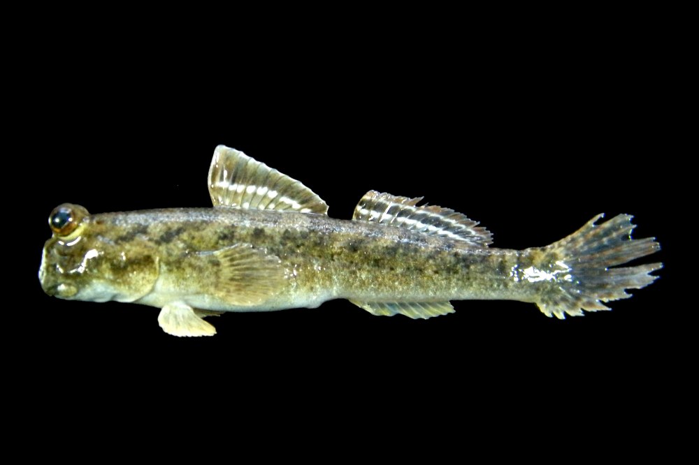 Gobiiformes