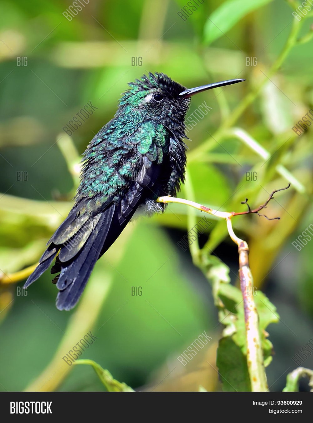Cuban Emerald