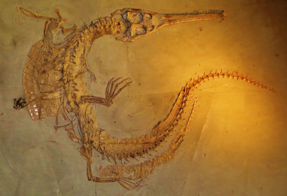 Steneosaurus bollensis