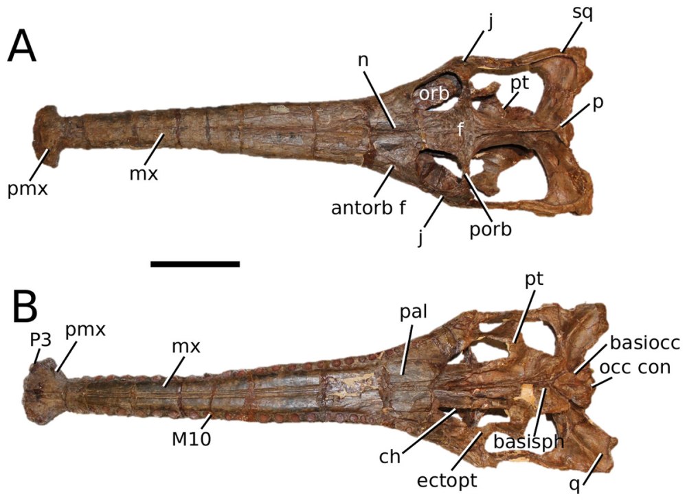 Bishanopliosaurus