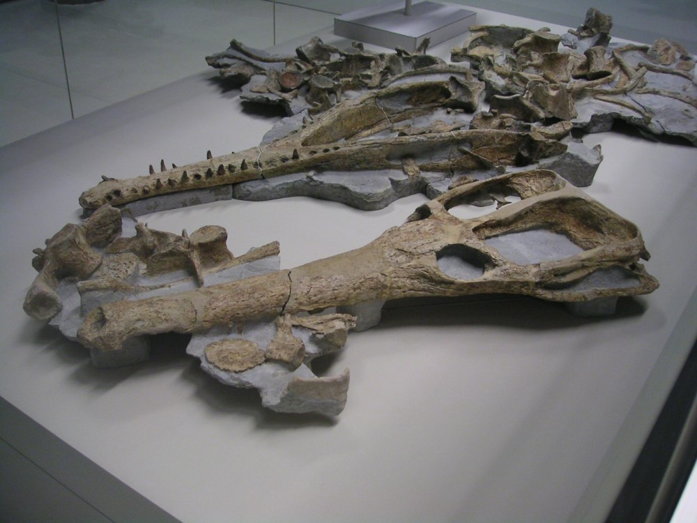 Machimosaurus Rex