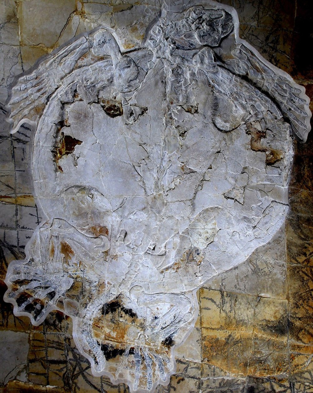 Thalassemys bruntrutana