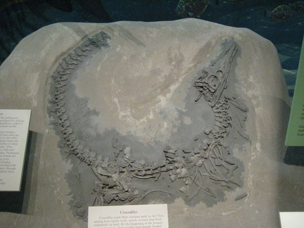 Steneosaurus bollensis