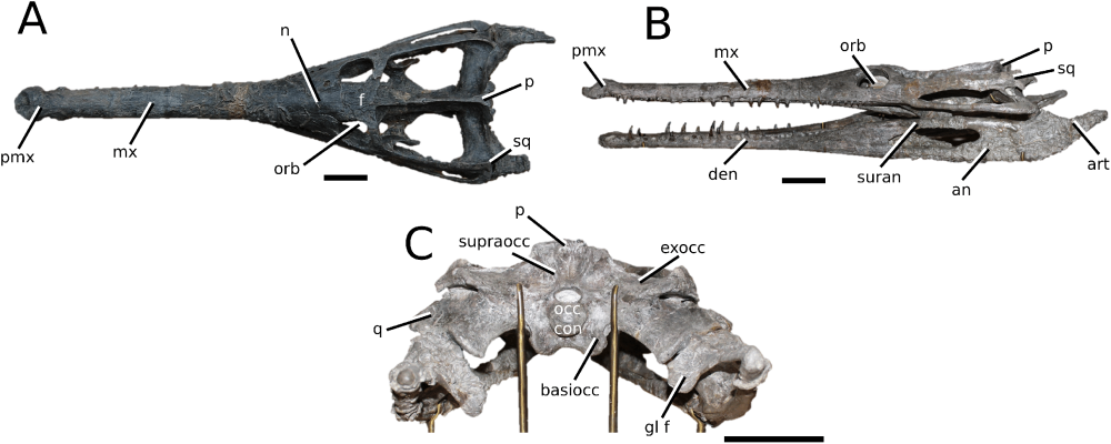 Tyrannoneustes