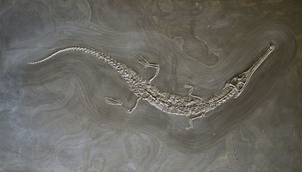 Lemmysuchus obtusidens