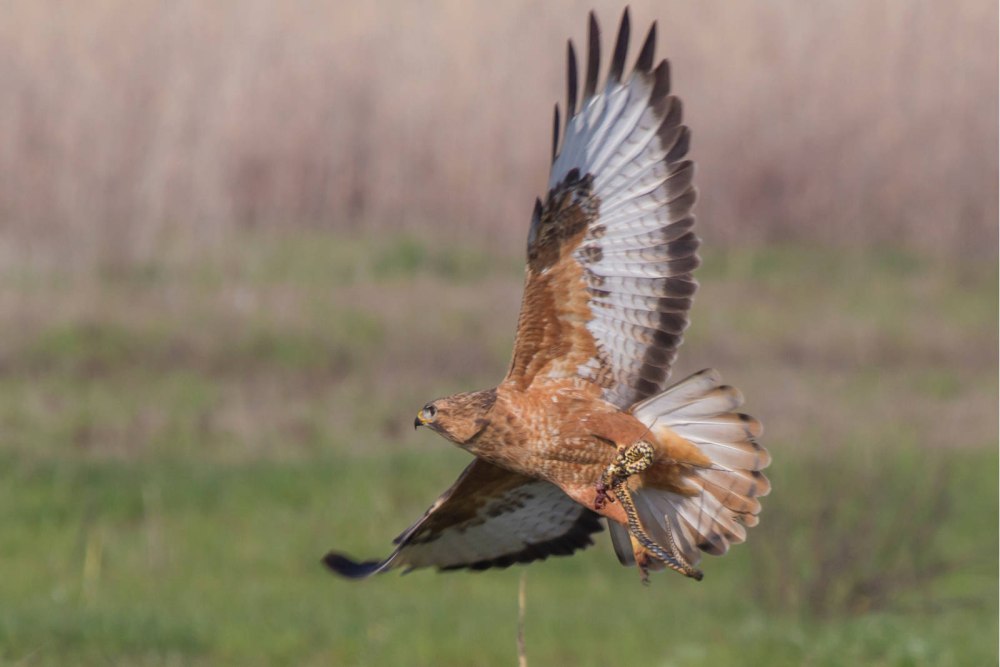 Канюк Buteo Buteo Eurasian Buzzard