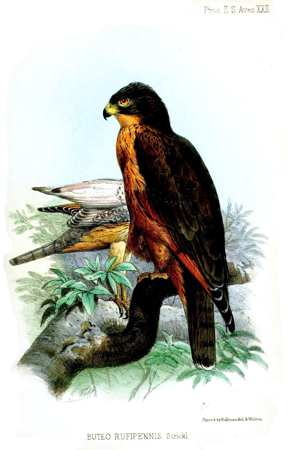 Macropygia rufipennis рисунок