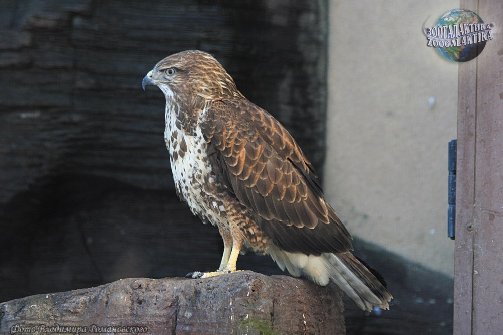 Обыкновенный канюк или Сарыч (Buteo Buteo) фото