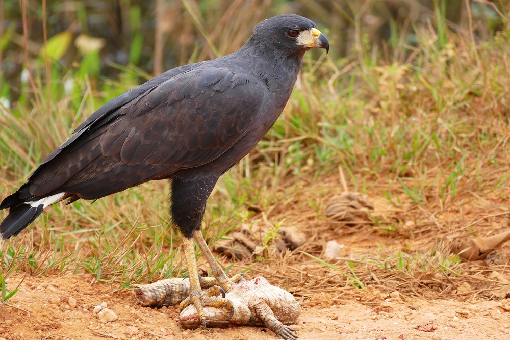 Buteogallus urubitinga