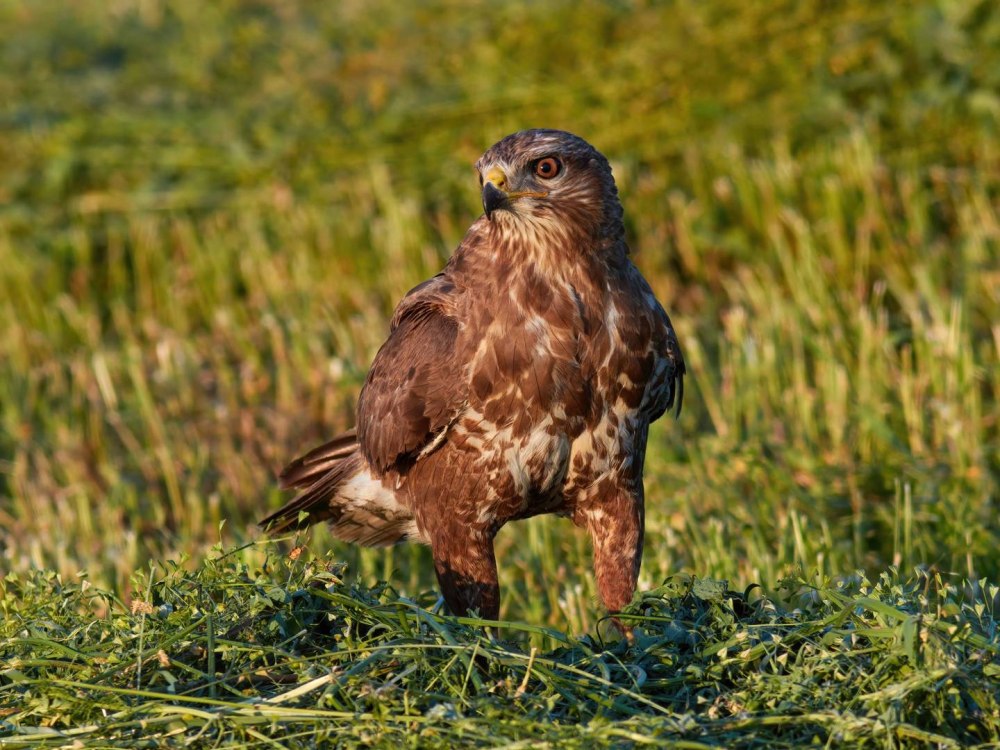 Канюк обыкновенный, Сарыч (Buteo Buteo)