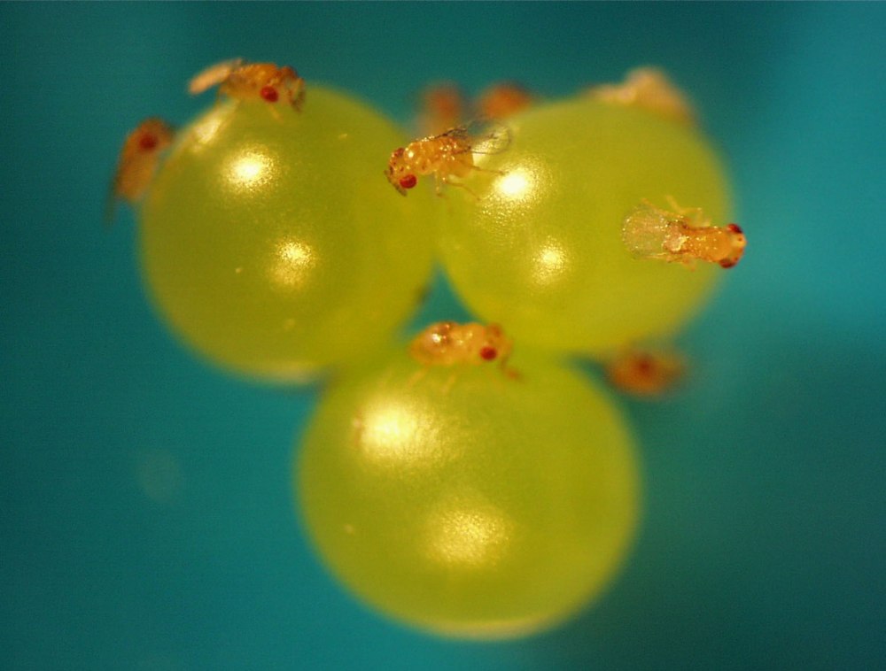 Trichogramma dendrolimi
