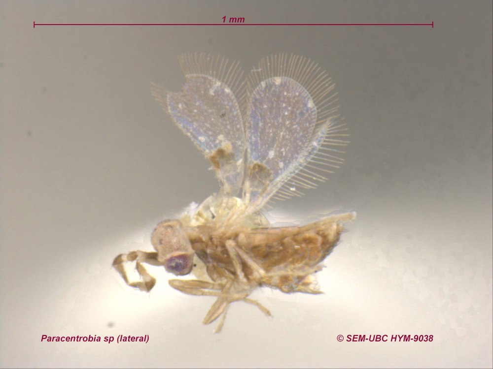 Трихограмматиды (сем. Trichogrammatidae).
