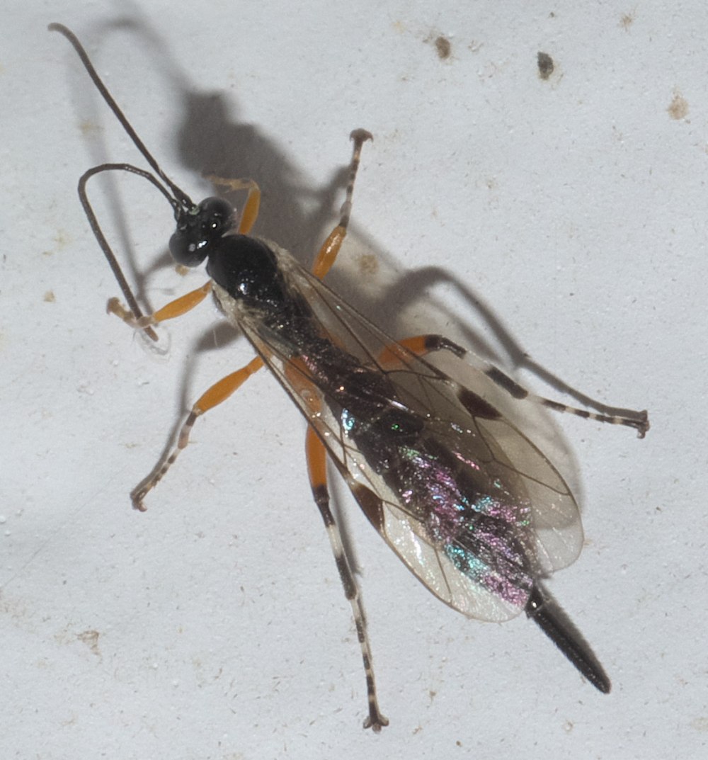Protographium Epidaus