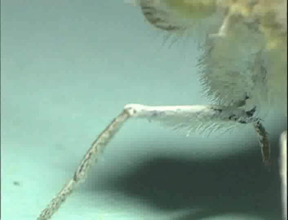 (Prestwichia Aquatica lubb.