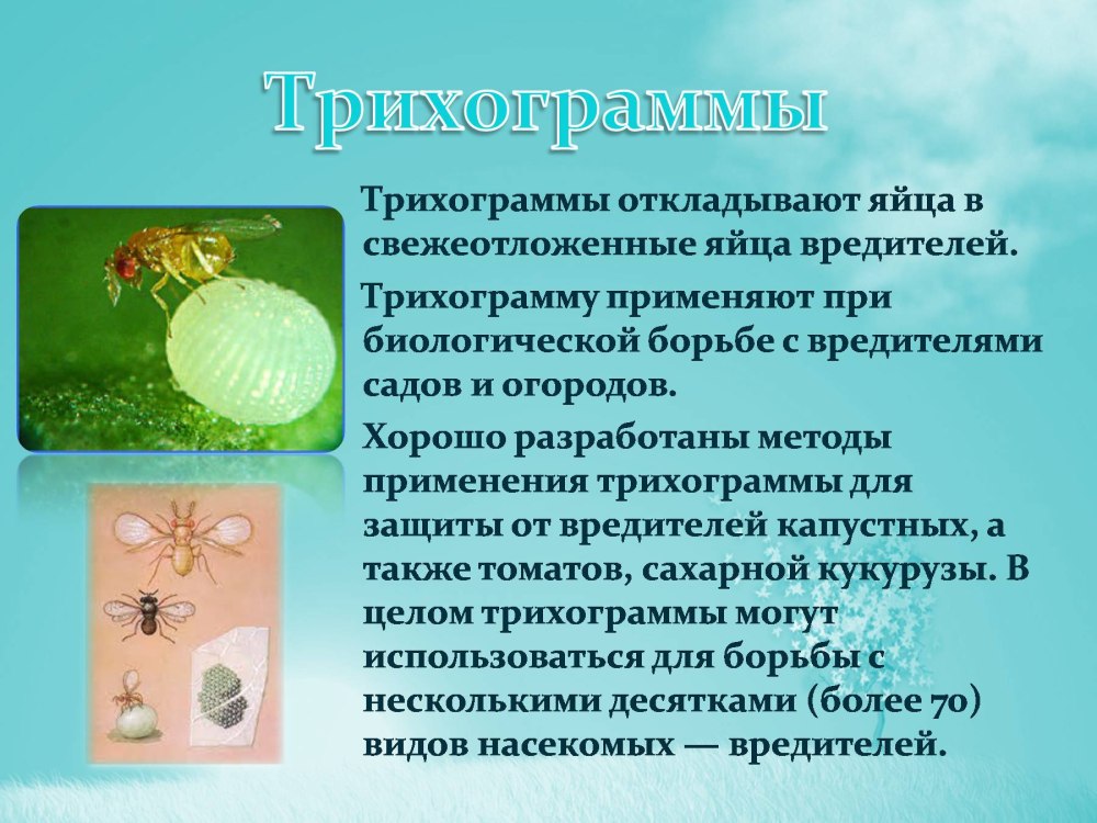 Трихограмма насекомое