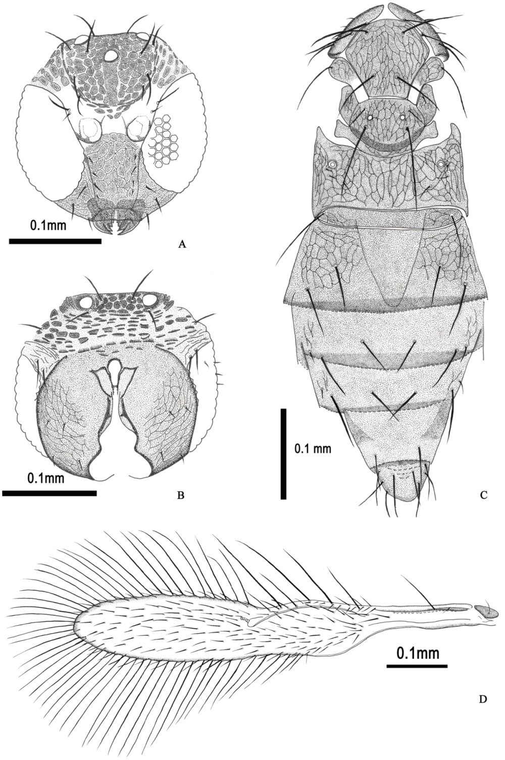 Trichogrammatidae Wings