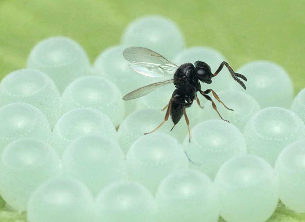 Trissolcus japonicus