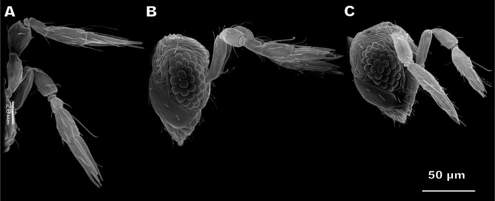 Megaphragma mymaripenne