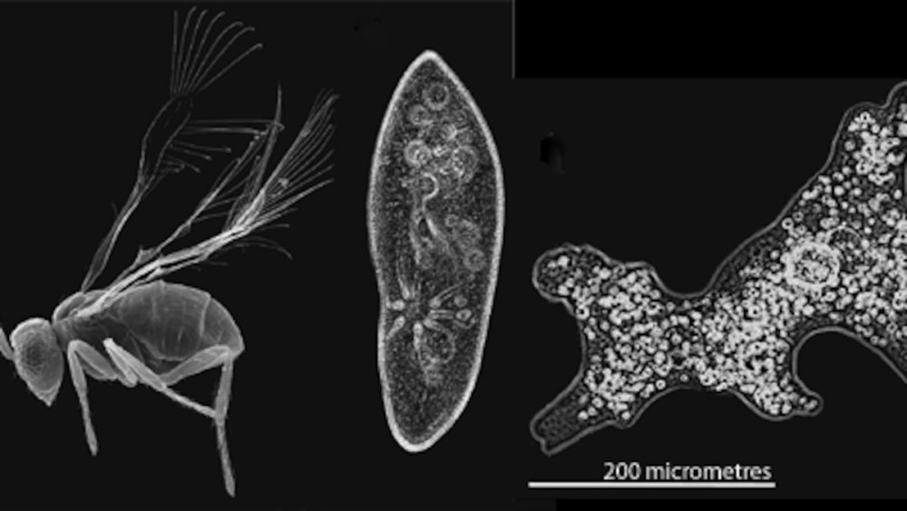 Megaphragma mymaripenne