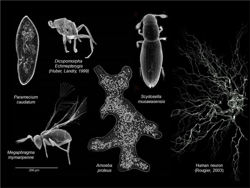 Самое маленькое насекомое: Dicopomorpha echmepterygis