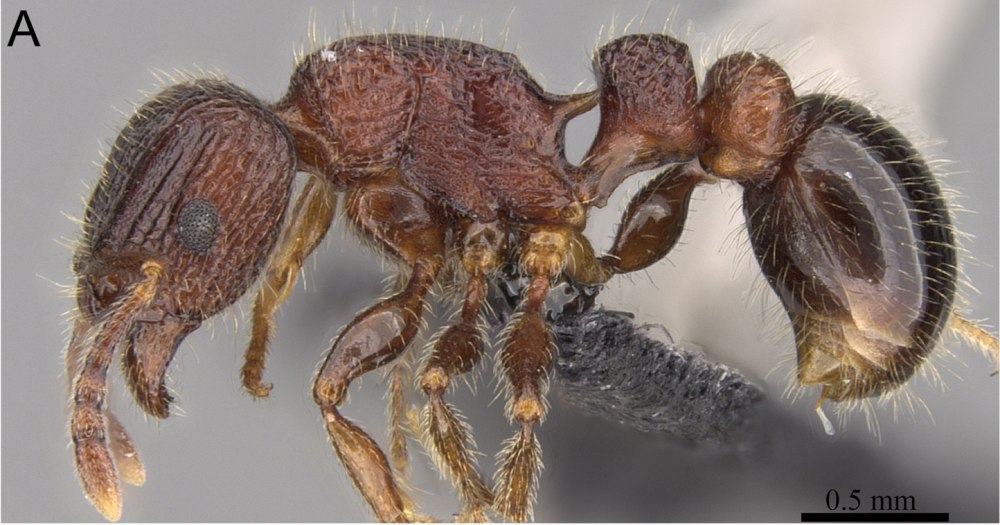 Megaphragma mymaripenne