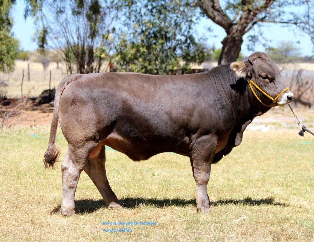 Braunvieh Cattle