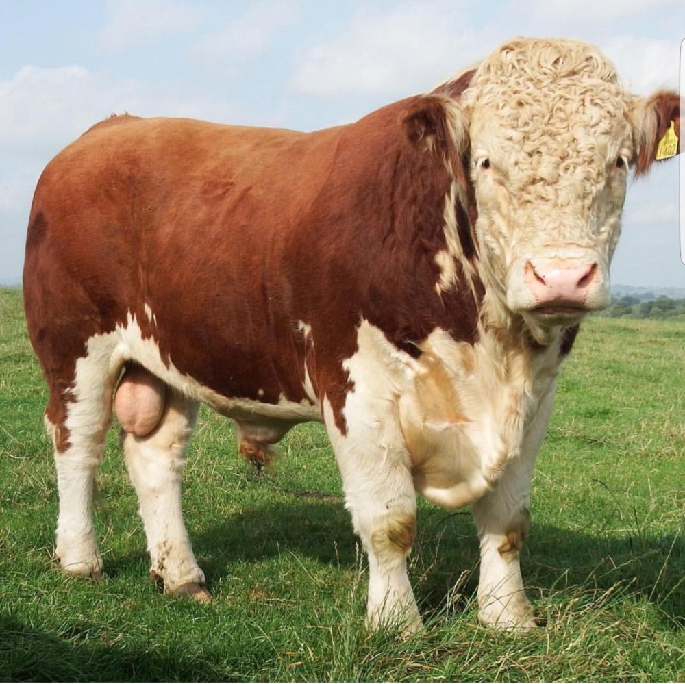 Hereford Cattle
